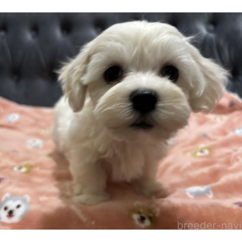 成約済の鹿児島県のミックス犬-434286の7枚目