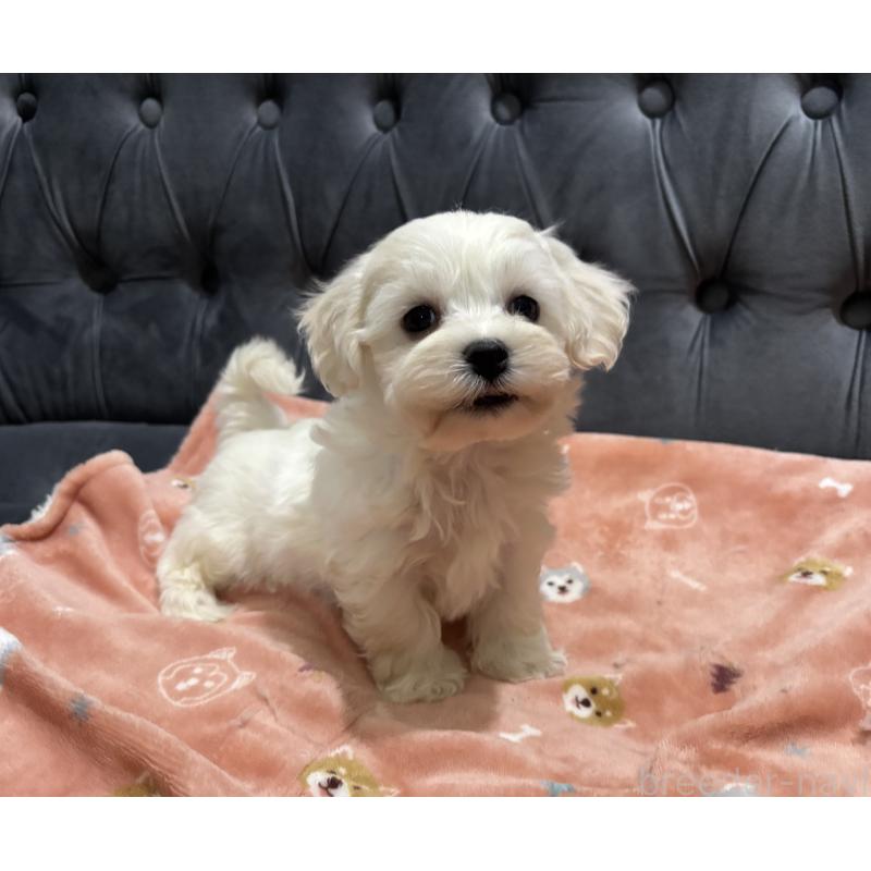 成約済の鹿児島県のミックス犬-434286の6枚目