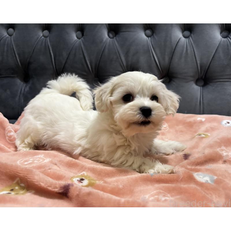 成約済の鹿児島県のミックス犬-434286の5枚目