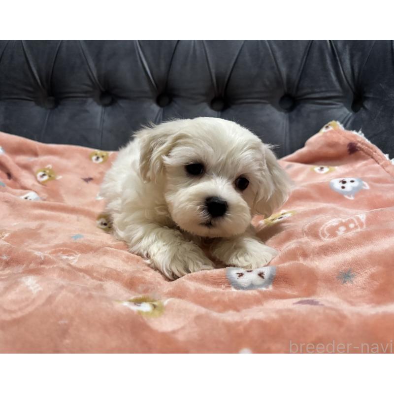 成約済の鹿児島県のミックス犬-434286の4枚目