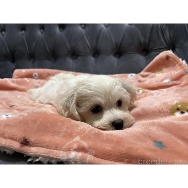 成約済の鹿児島県のミックス犬-434286の3枚目