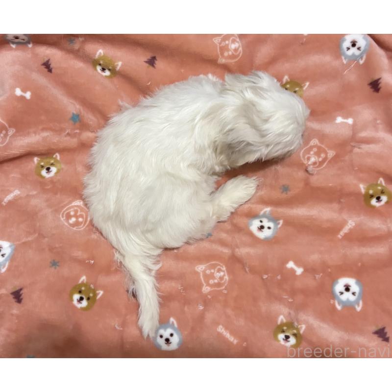 成約済の鹿児島県のミックス犬-434286の2枚目