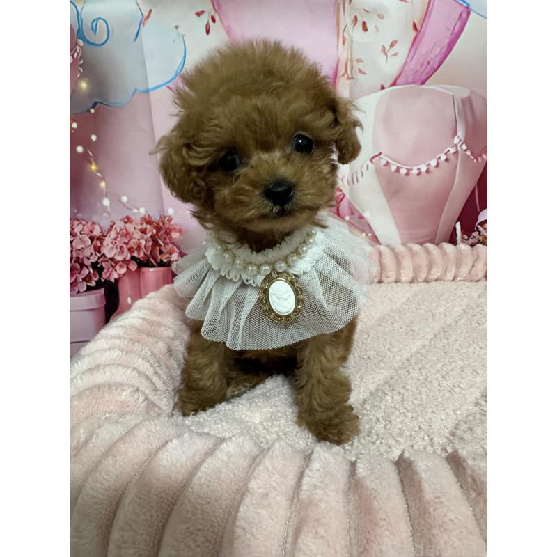 販売中の埼玉県のティーカッププードル-436465の5枚目