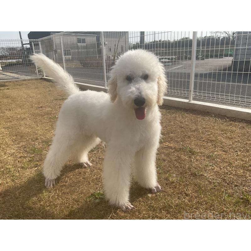 販売中の三重県のスタンダードプードル-411446の3枚目