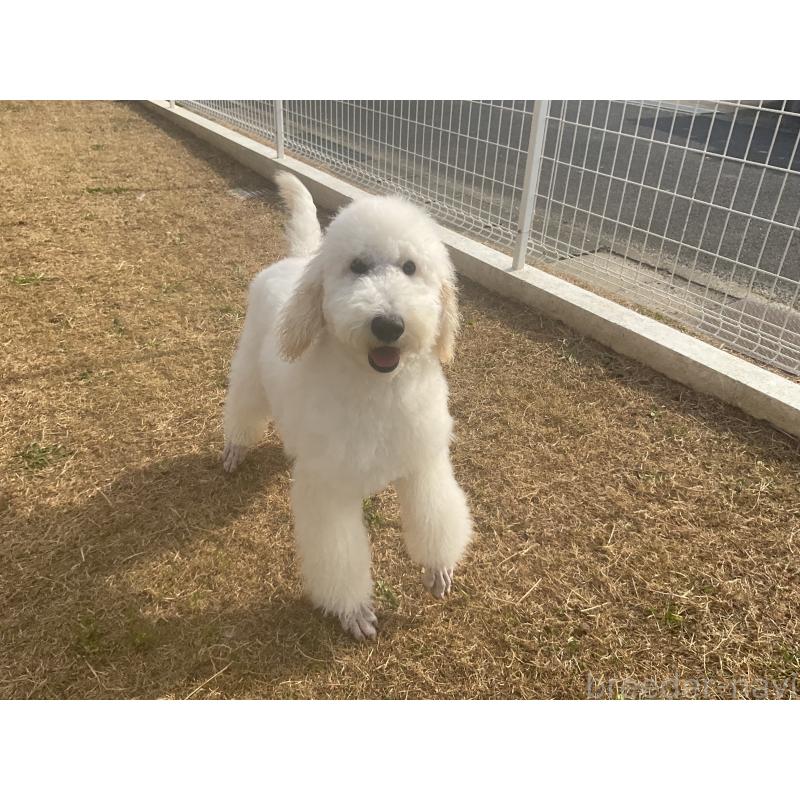 販売中の三重県のスタンダードプードル-411446の2枚目