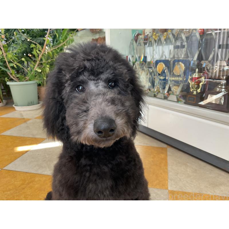 販売中の三重県のスタンダードプードル-416602の4枚目