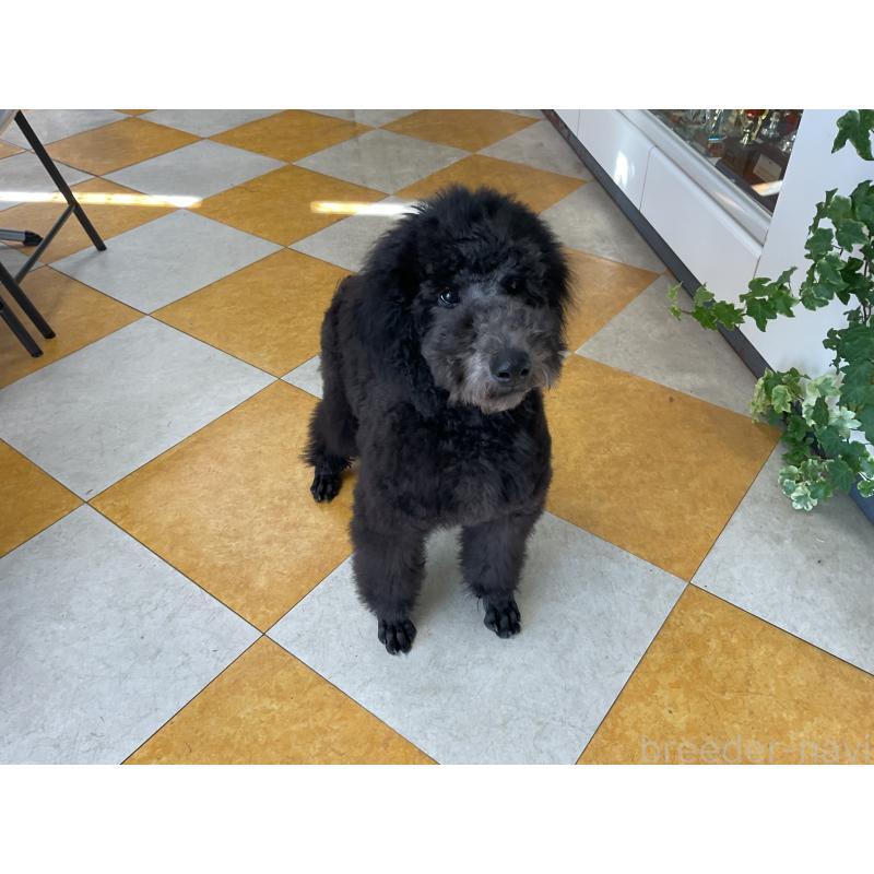 販売中の三重県のスタンダードプードル-416602の3枚目