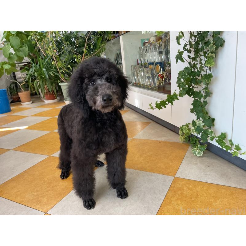 販売中の三重県のスタンダードプードル-416602の2枚目