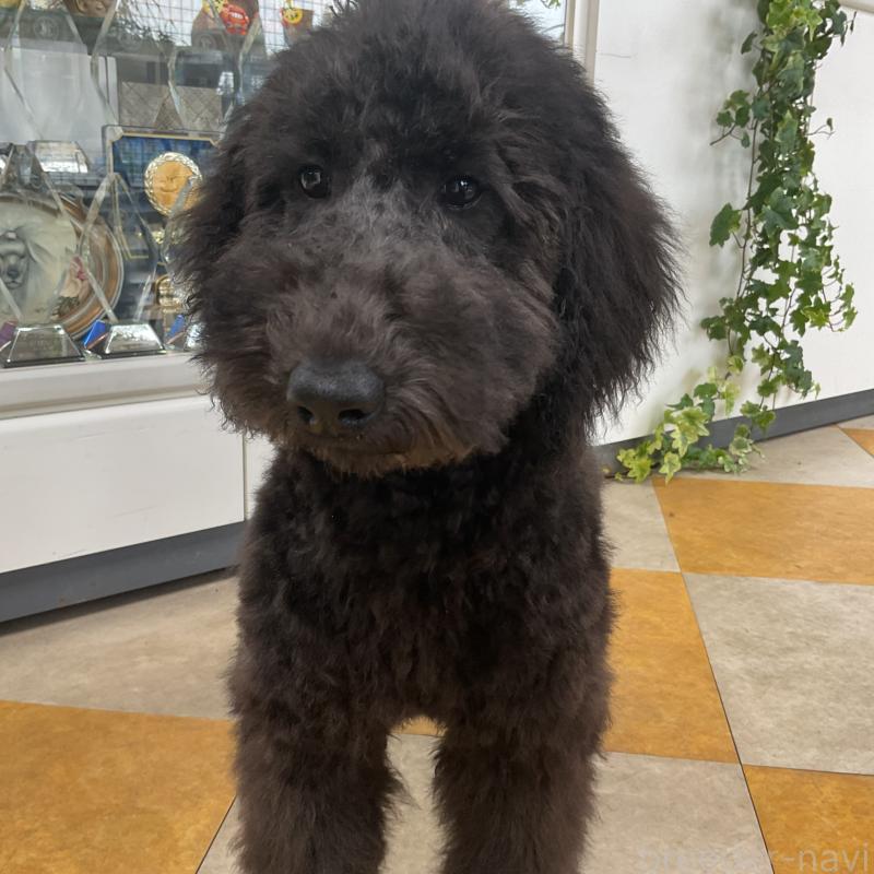 販売中の三重県のスタンダードプードル-426066の3枚目