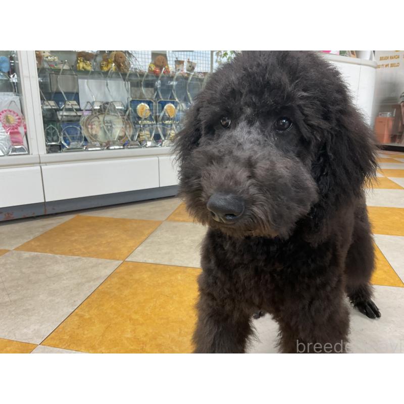 販売中の三重県のスタンダードプードル-426066の2枚目