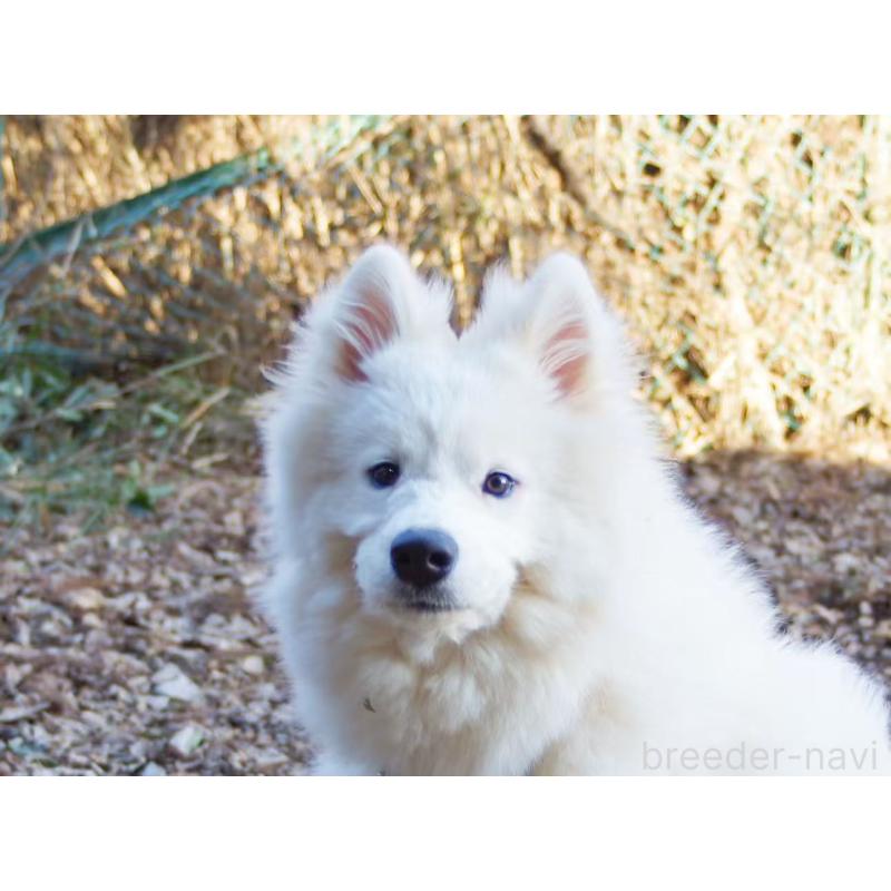 販売中の千葉県のサモエド-403665の2枚目