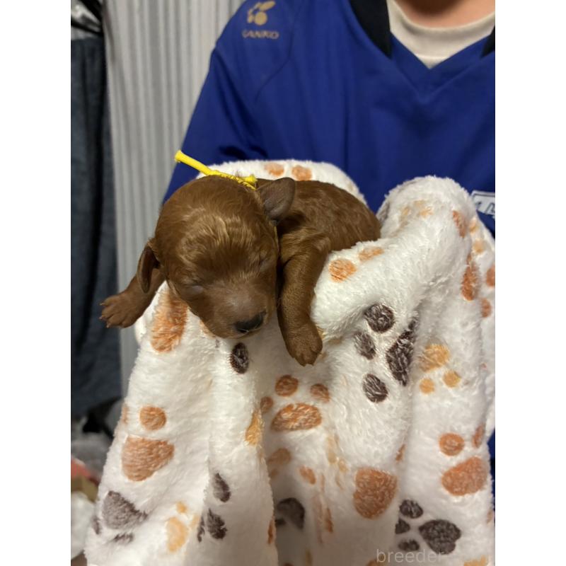 販売中の三重県のティーカッププードル-439553の7枚目