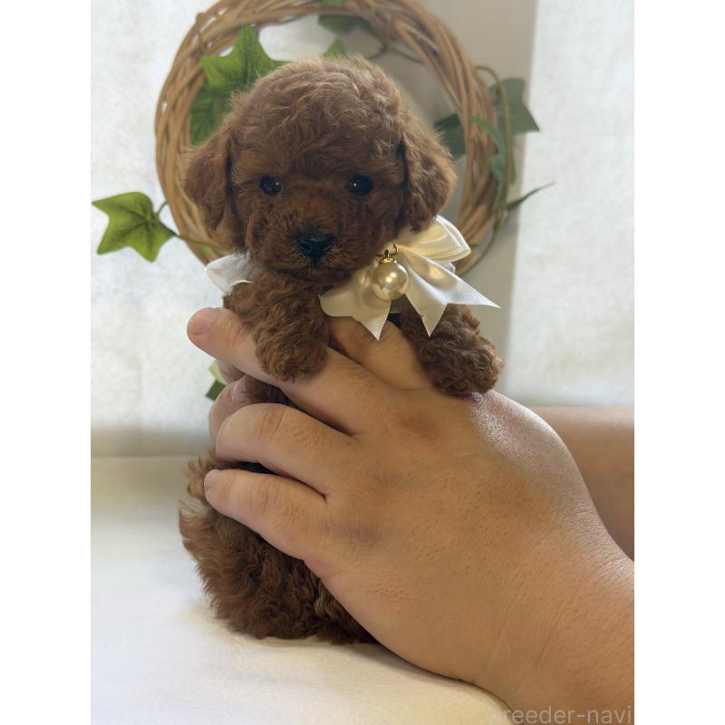 販売中の三重県のティーカッププードル-439553の5枚目