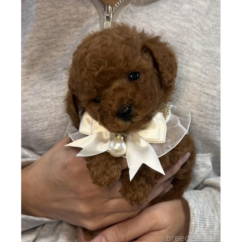 販売中の三重県のティーカッププードル-439553の4枚目