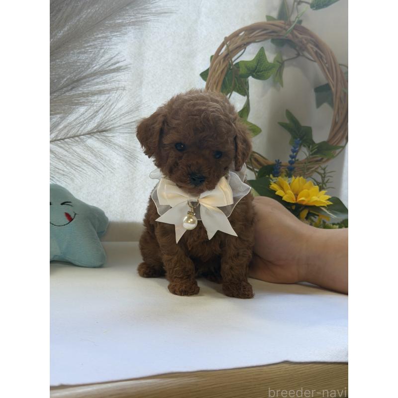 販売中の三重県のティーカッププードル-439553の3枚目