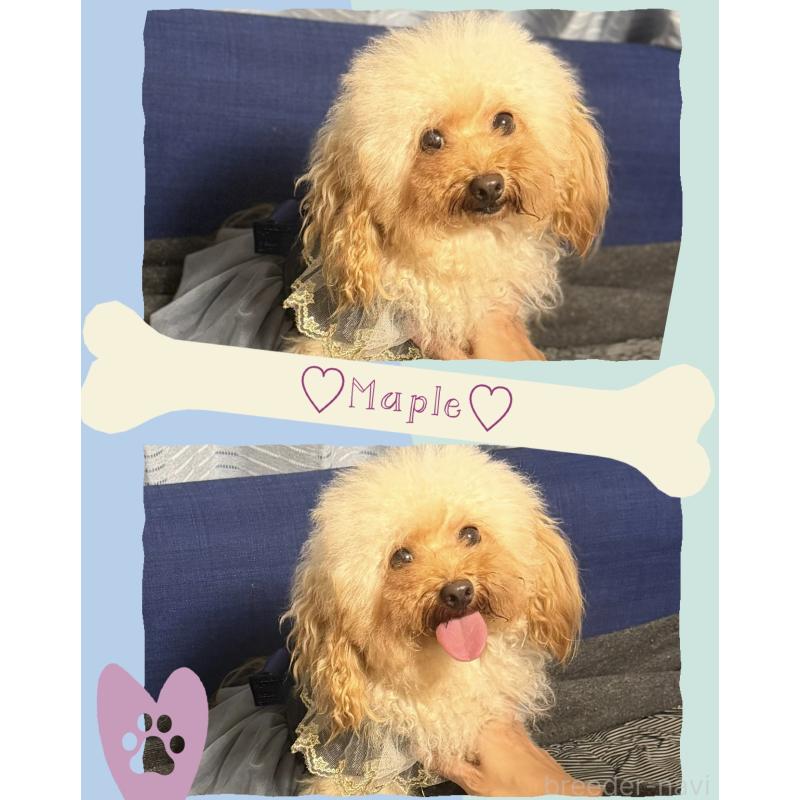 メープルちゃん1枚目