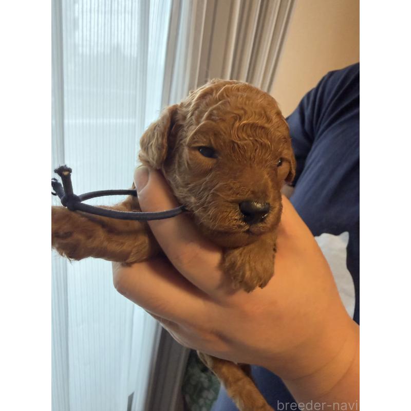 販売中の三重県のタイニープードル-439554の5枚目