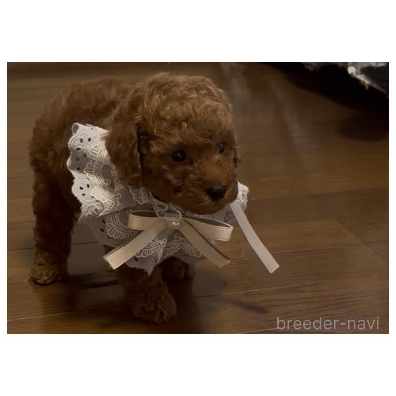 販売中の三重県のタイニープードル-439554の3枚目