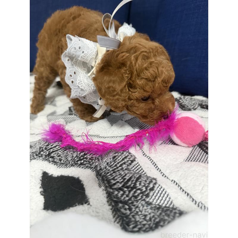 販売中の三重県のタイニープードル-439554の2枚目