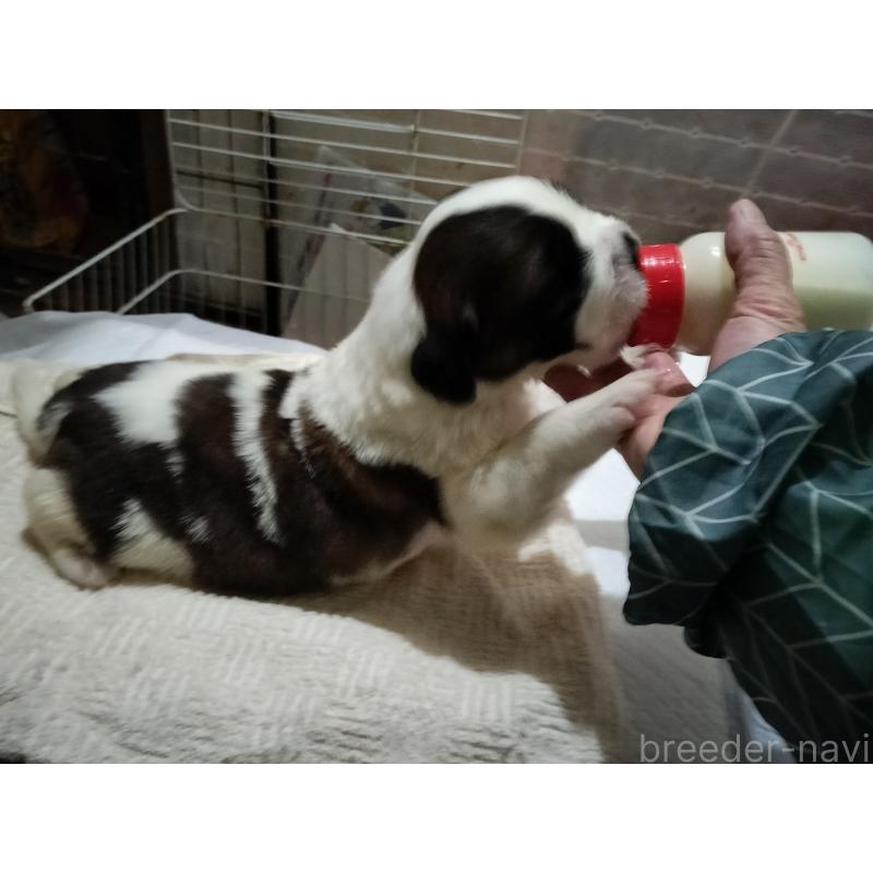 成約済の岐阜県のセントバーナード-439461の7枚目