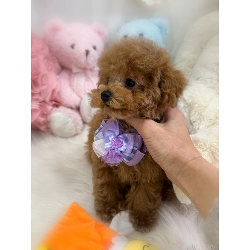 販売中の香川県のタイニープードル-433664の6枚目