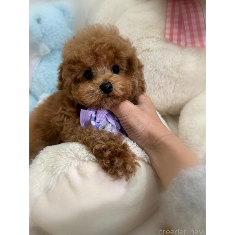販売中の香川県のタイニープードル-433664の5枚目