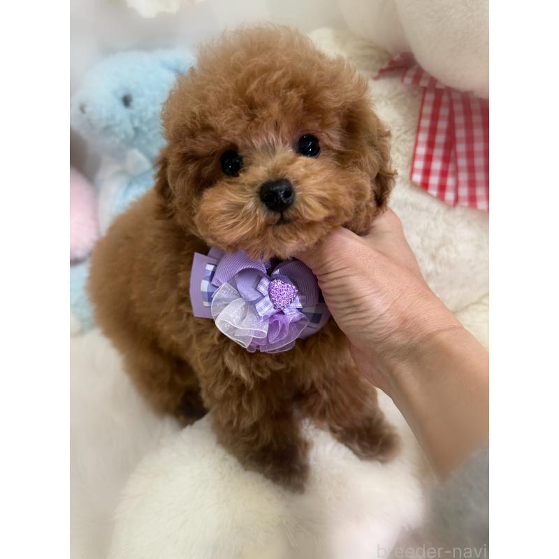 販売中の香川県のタイニープードル-433664の4枚目