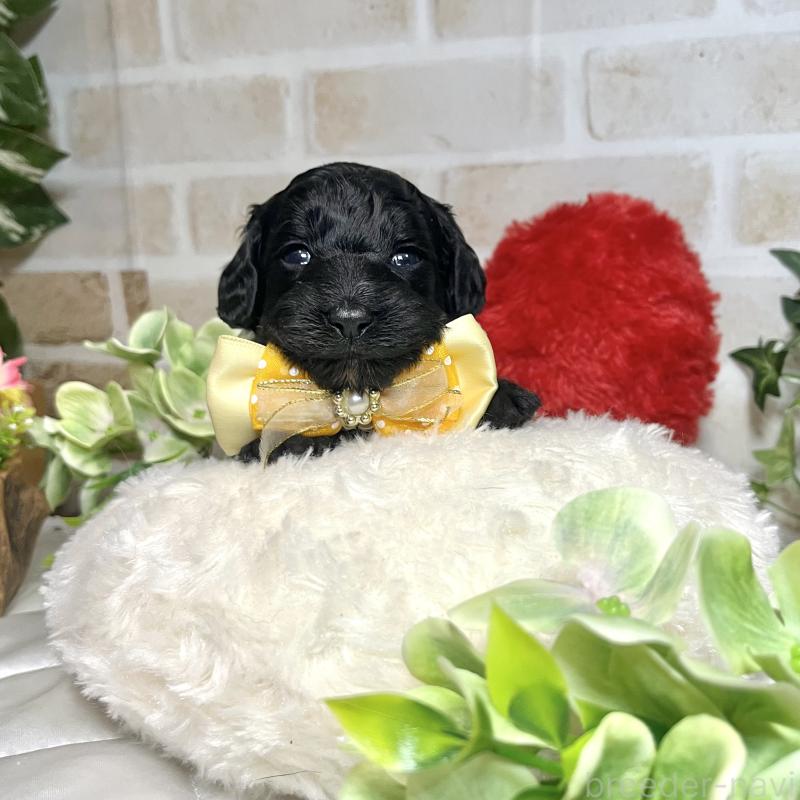 成約済の愛知県のダップー:ミニチュアダックスフンド×トイプードル-435242の13枚目