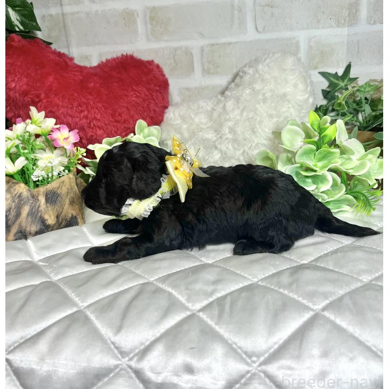 成約済の愛知県のダップー:ミニチュアダックスフンド×トイプードル-435242の12枚目