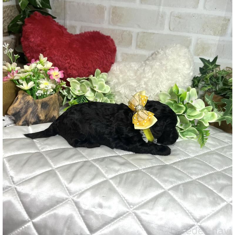 成約済の愛知県のダップー:ミニチュアダックスフンド×トイプードル-435242の11枚目