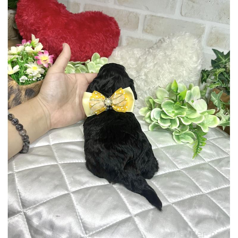 成約済の愛知県のダップー:ミニチュアダックスフンド×トイプードル-435242の10枚目