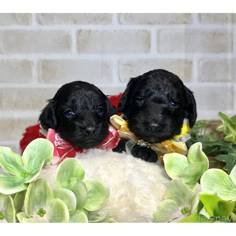 成約済の愛知県のダップー:ミニチュアダックスフンド×トイプードル-435242の9枚目