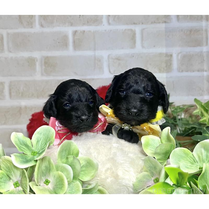 成約済の愛知県のダップー:ミニチュアダックスフンド×トイプードル-435242の8枚目