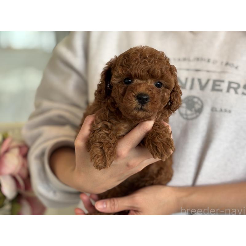 販売中の静岡県のトイプードル-439556の2枚目