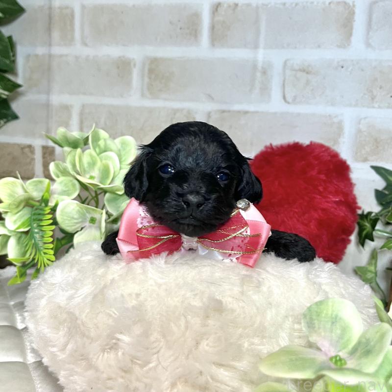 成約済の愛知県のダップー:ミニチュアダックスフンド×トイプードル-435244の12枚目