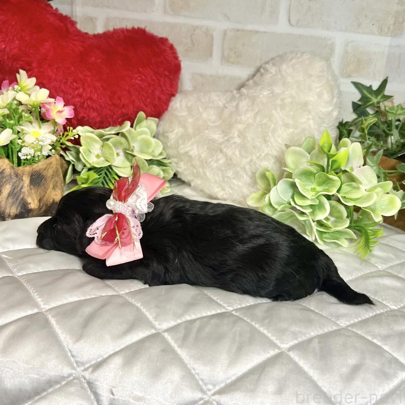 成約済の愛知県のダップー:ミニチュアダックスフンド×トイプードル-435244の11枚目