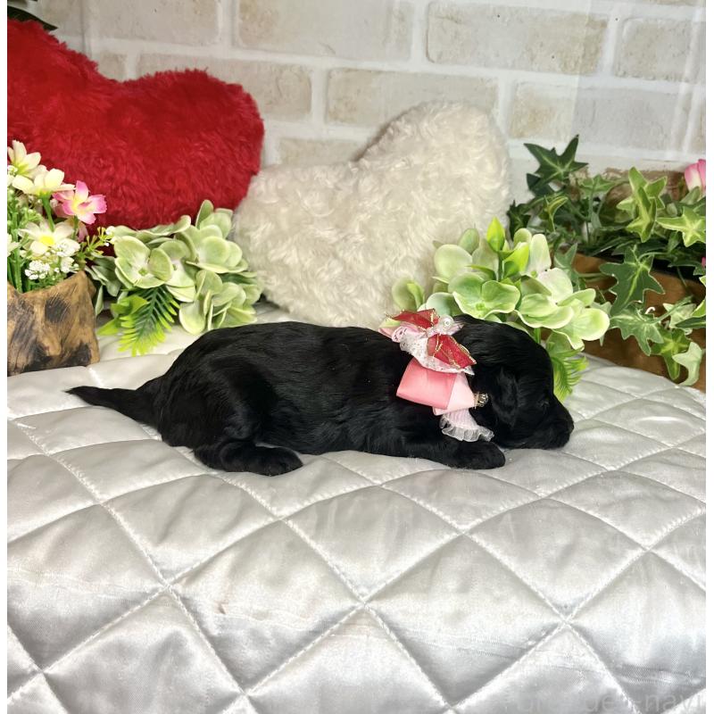 成約済の愛知県のダップー:ミニチュアダックスフンド×トイプードル-435244の10枚目