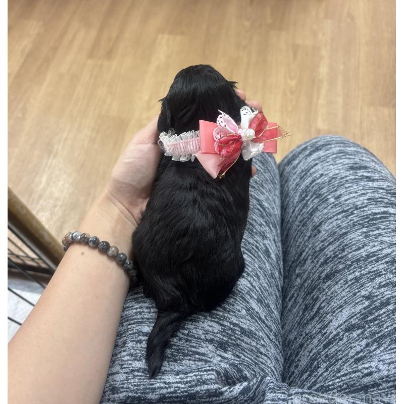 成約済の愛知県のダップー:ミニチュアダックスフンド×トイプードル-435244の9枚目