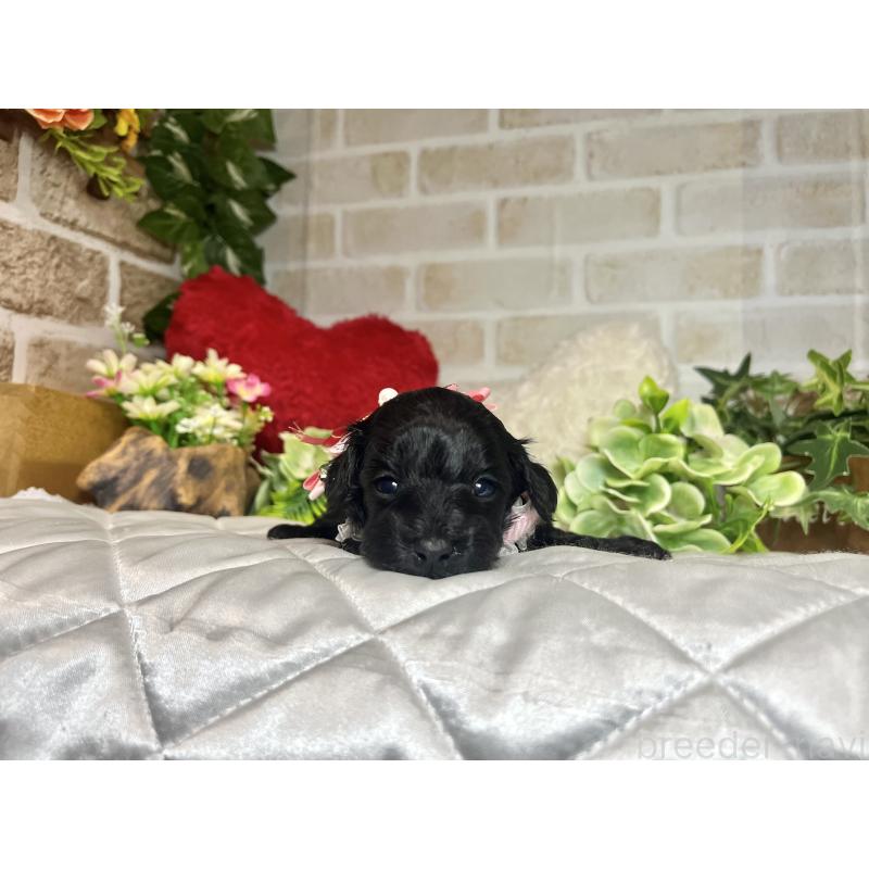 成約済の愛知県のダップー:ミニチュアダックスフンド×トイプードル-435244の8枚目