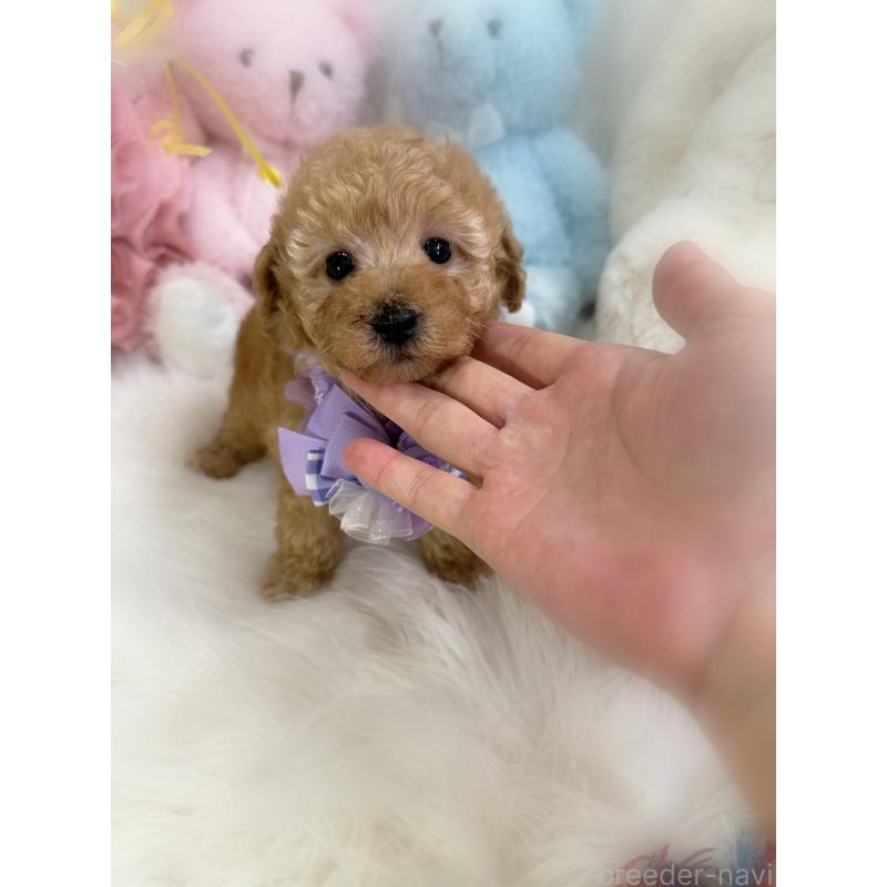 販売中の香川県のトイプードル-437524の12枚目