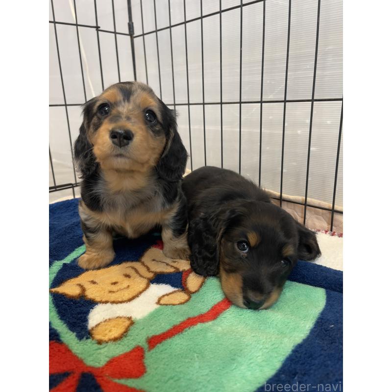 販売中の大阪府のミニチュアダックスフンド(ロングヘアード)-437151の2枚目