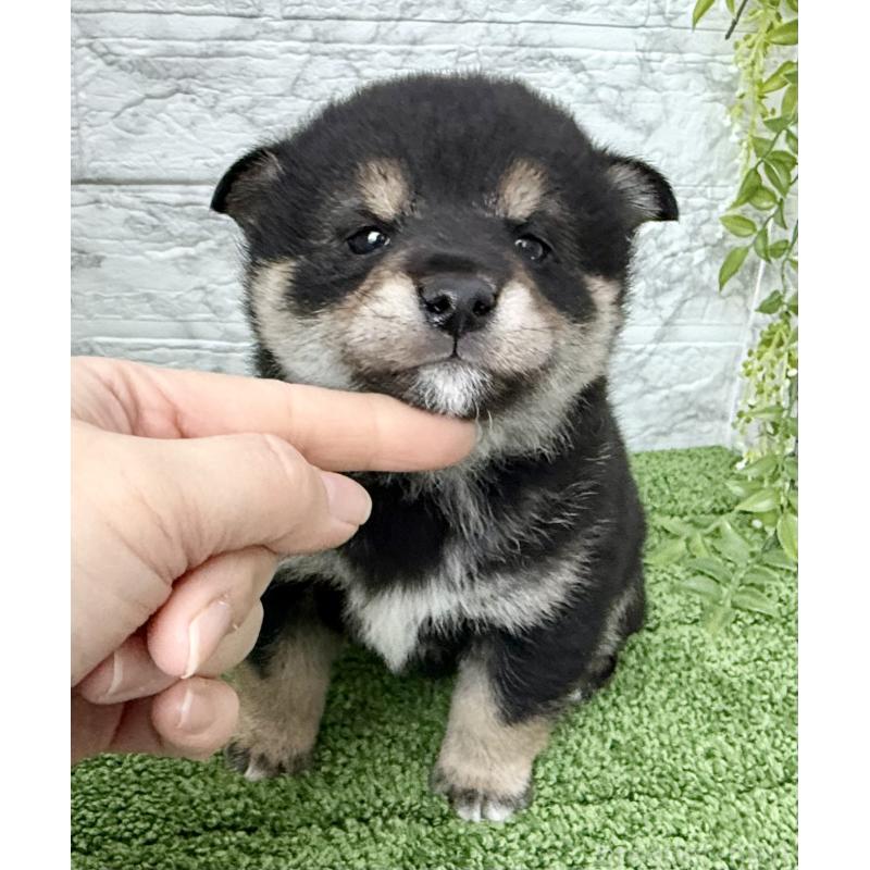 成約済の埼玉県の豆柴-438239の14枚目