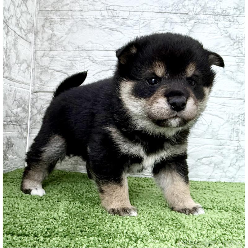 成約済の埼玉県の豆柴-438239の12枚目