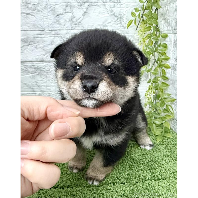 成約済の埼玉県の豆柴-438239の11枚目