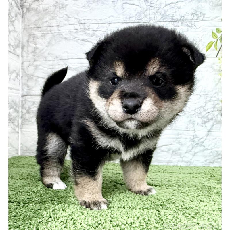 成約済の埼玉県の豆柴-438239の10枚目