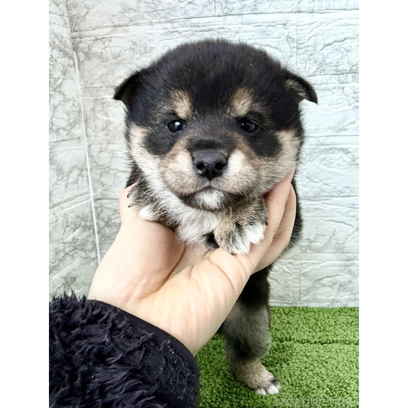 成約済の埼玉県の豆柴-438239の9枚目