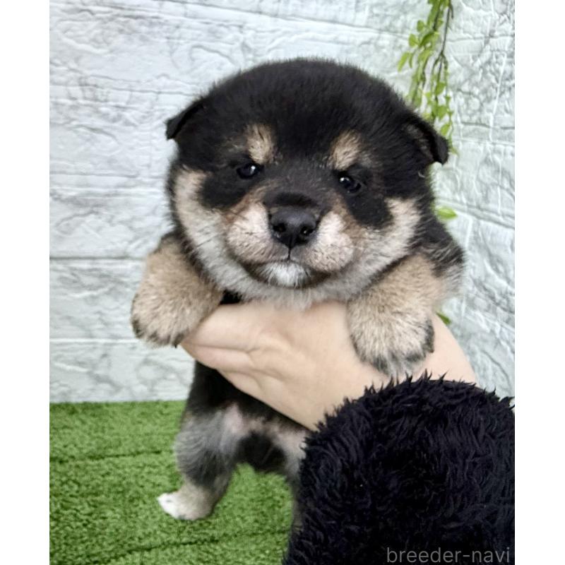 成約済の埼玉県の豆柴-438239の8枚目