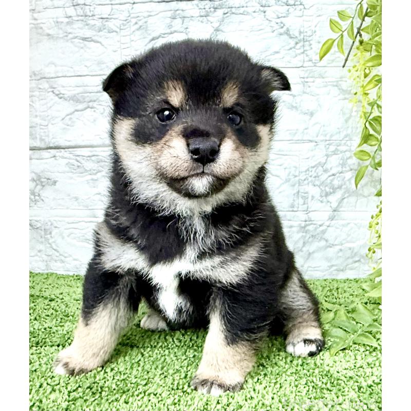 成約済の埼玉県の豆柴-438239の7枚目