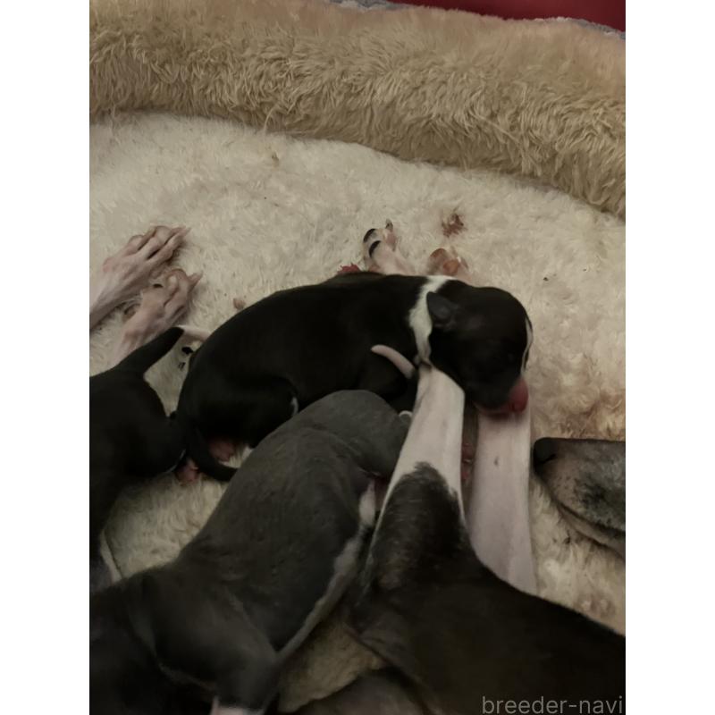 販売中の滋賀県のイタリアングレーハウンド(イタグレ)-439419の2枚目