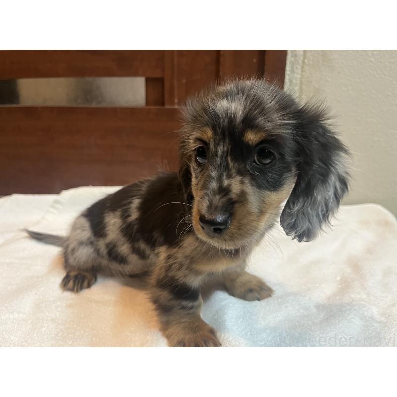 販売中の沖縄県のミニチュアダックスフンド(ロングヘアード)-439422の6枚目